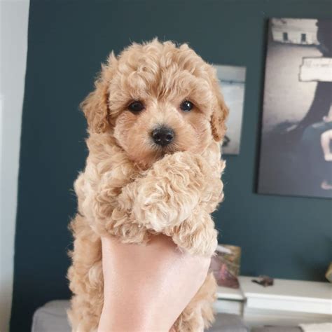Prices may vary based on the breeder and individual puppy for sale in Colorado Springs, CO. . Dogs for sale colorado springs